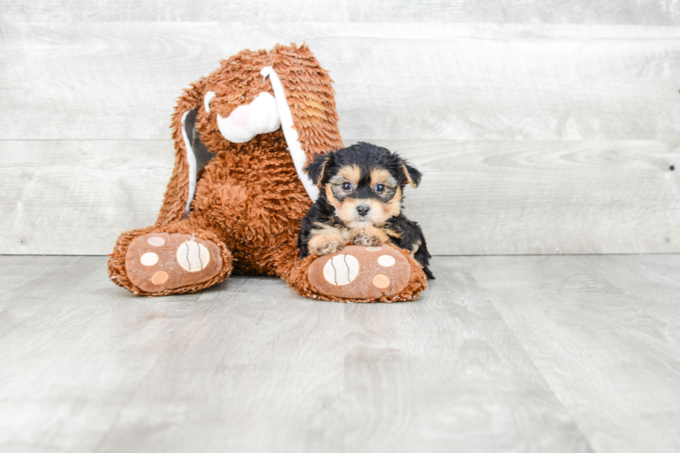 Smart Morkie Designer Pup