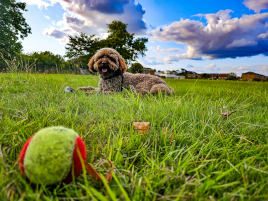 12 Pros and Cons of Cockapoos: What to Know Before You Buy 