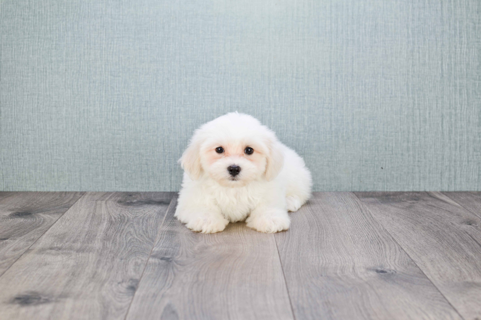 Teddy Bear Puppy for Adoption