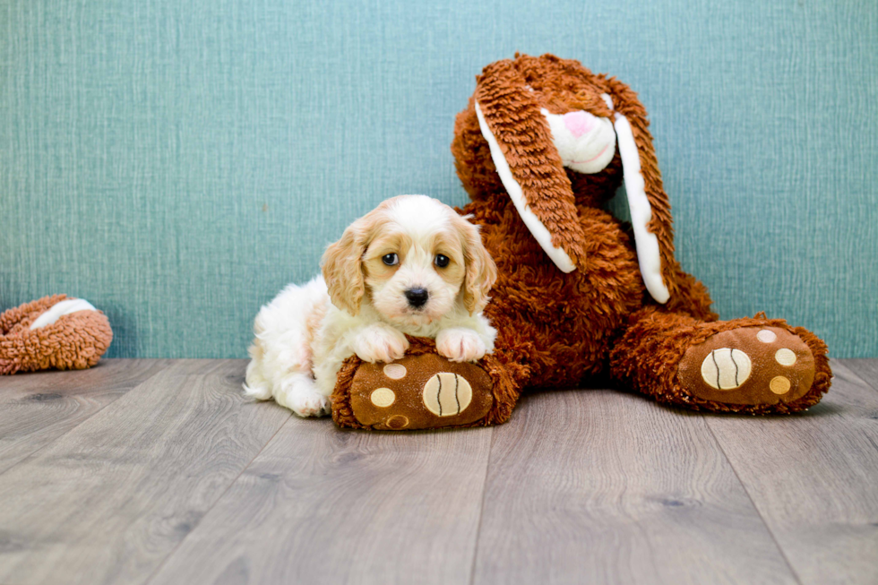 Adorable Cavalier Designer Puppy