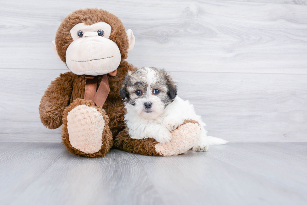 Petite Teddy Bear Designer Pup