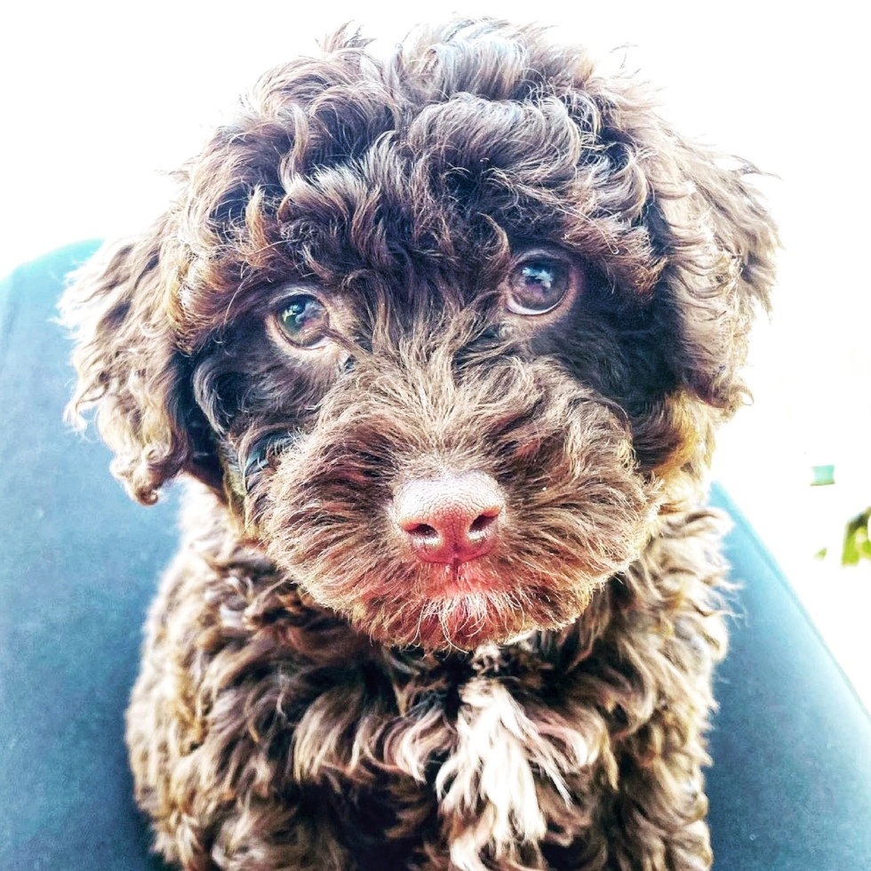 Mini Labradoodle Being Cute