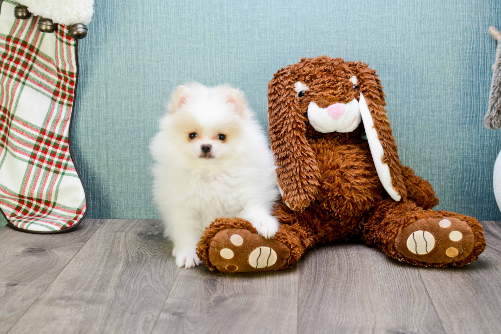 Small Pomeranian Purebred Pup