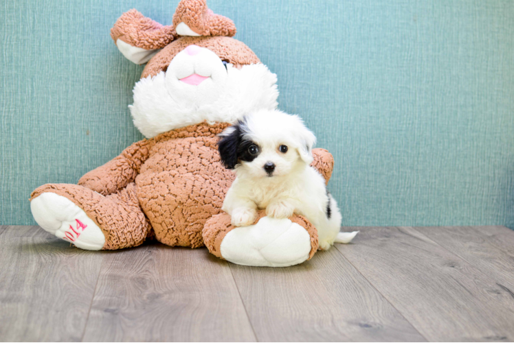 Small Cavachon Baby