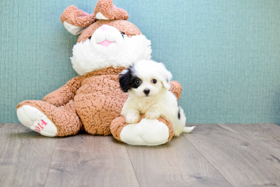 Small Cavachon Baby