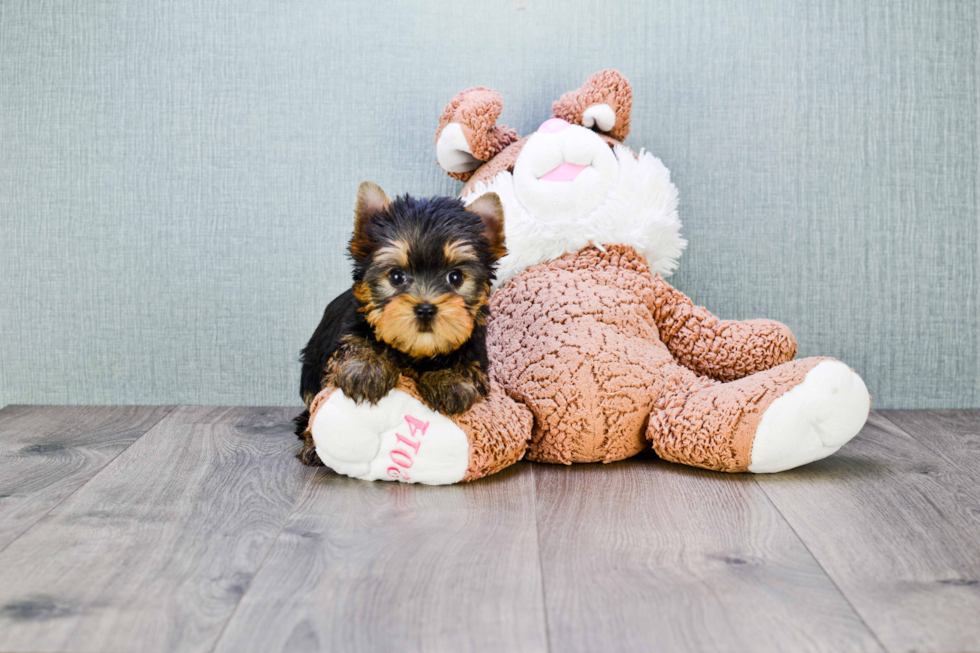 Meet Ronaldo - our Yorkshire Terrier Puppy Photo 