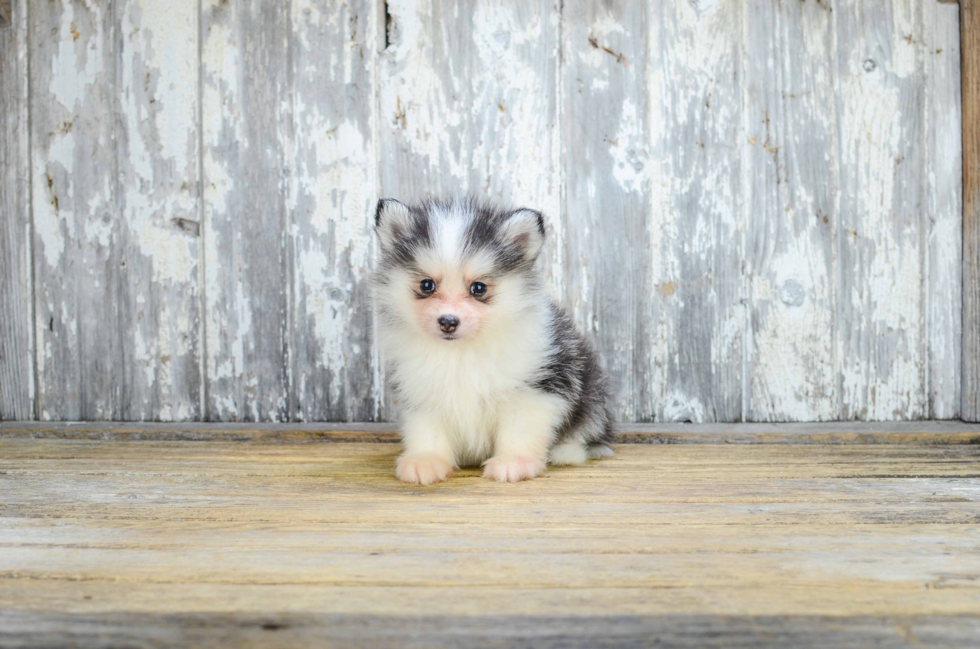 Pomsky Pup Being Cute