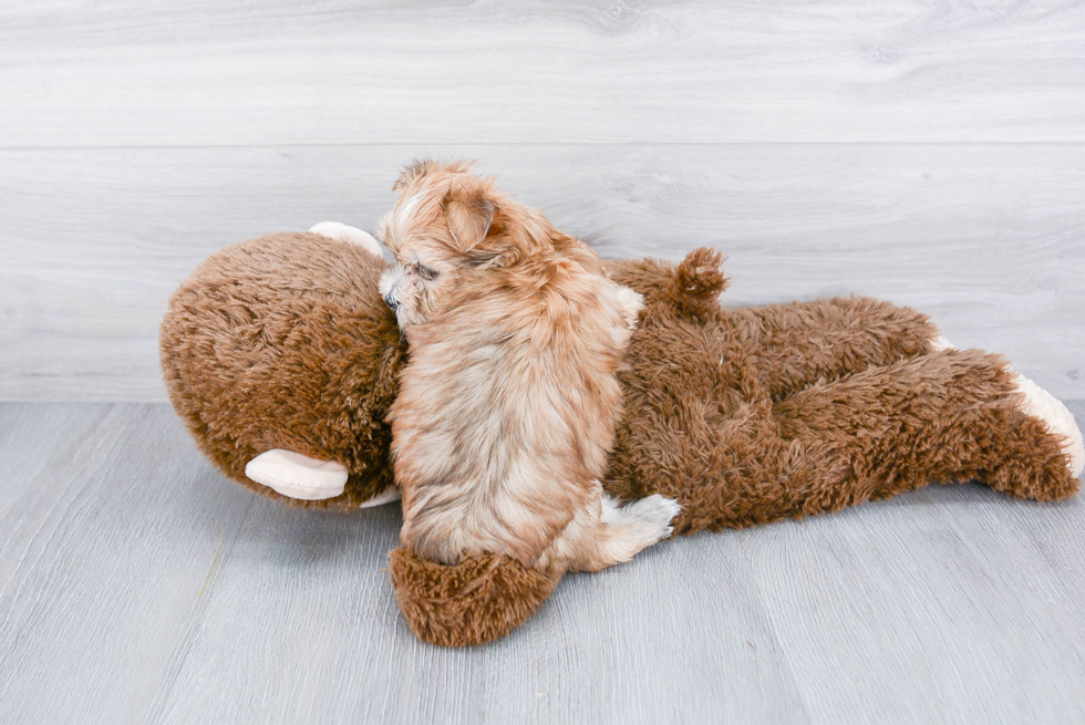 Playful Yorkie Designer Puppy