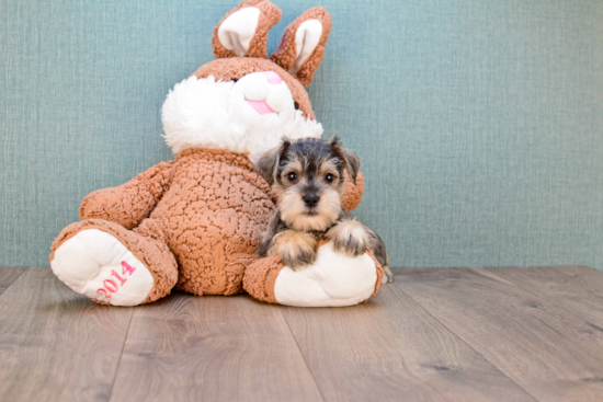 Best Mini Schnauzer Baby