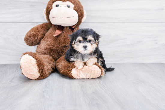 Popular Morkie Designer Pup