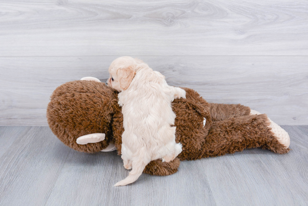 Petite Cavachon Designer Pup