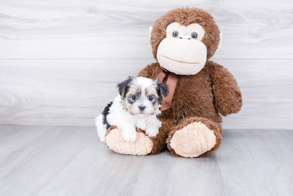 Friendly Morkie Baby