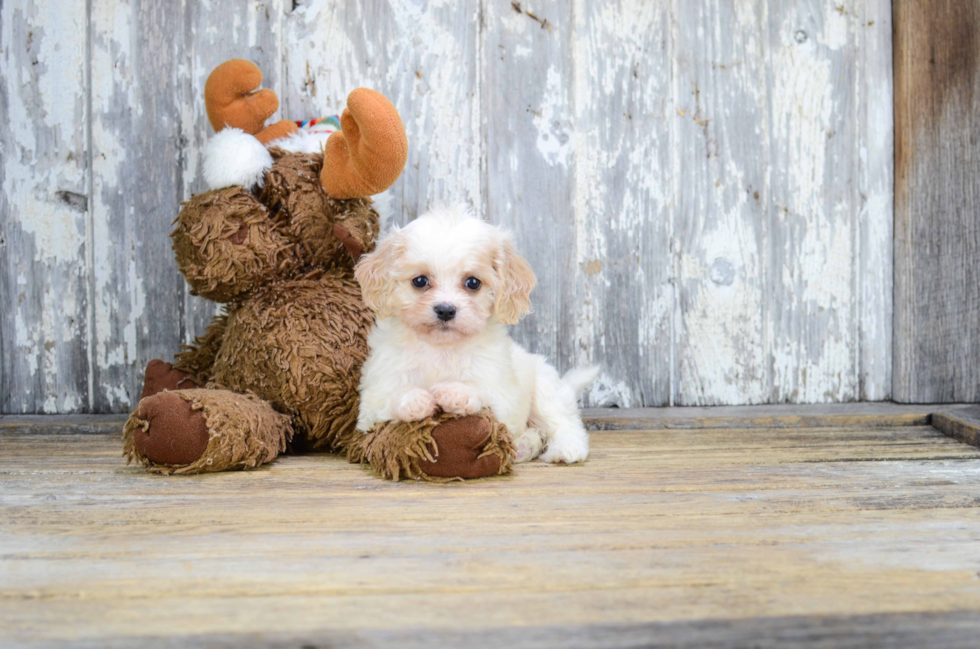 Cavachon Puppy for Adoption