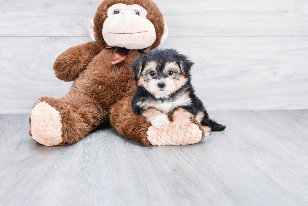 Petite Morkie Designer Pup