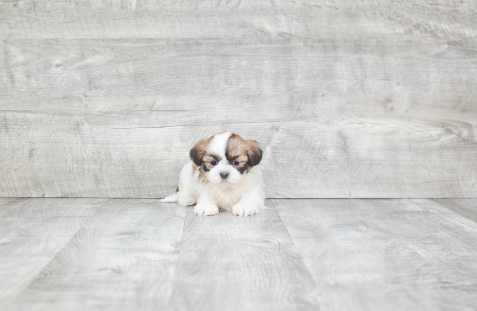 Friendly Teddy Bear Baby