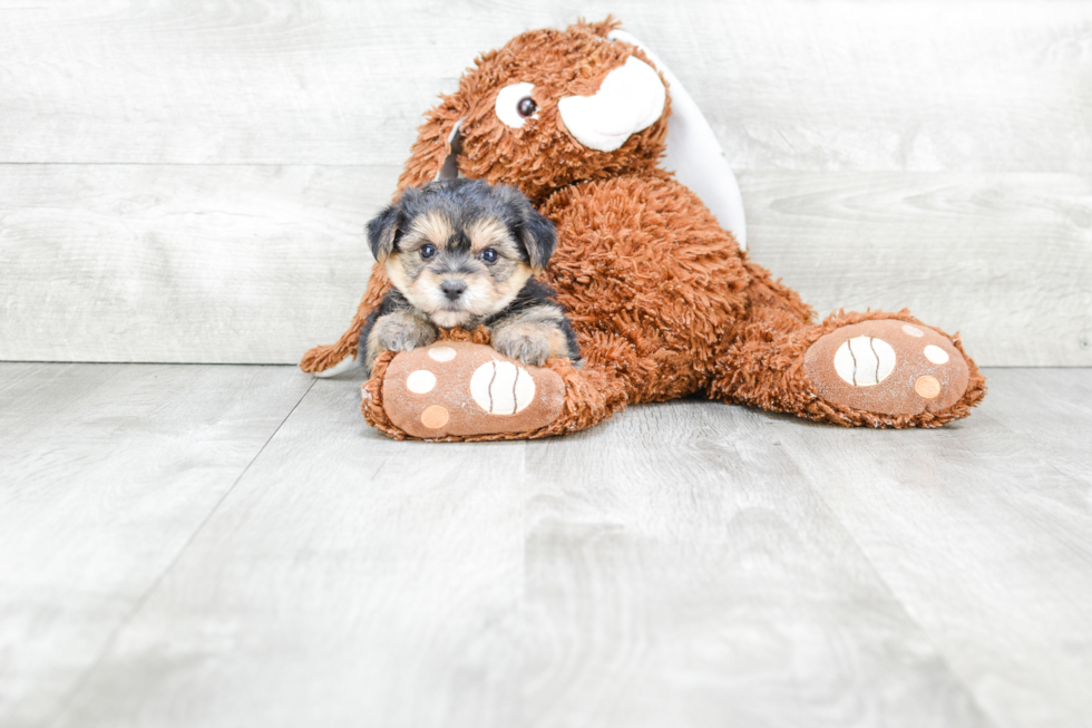 Popular Morkie Designer Pup