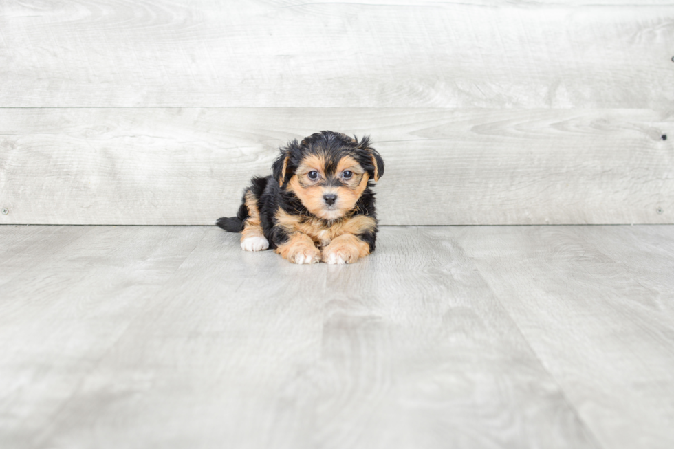 Small Morkie Baby