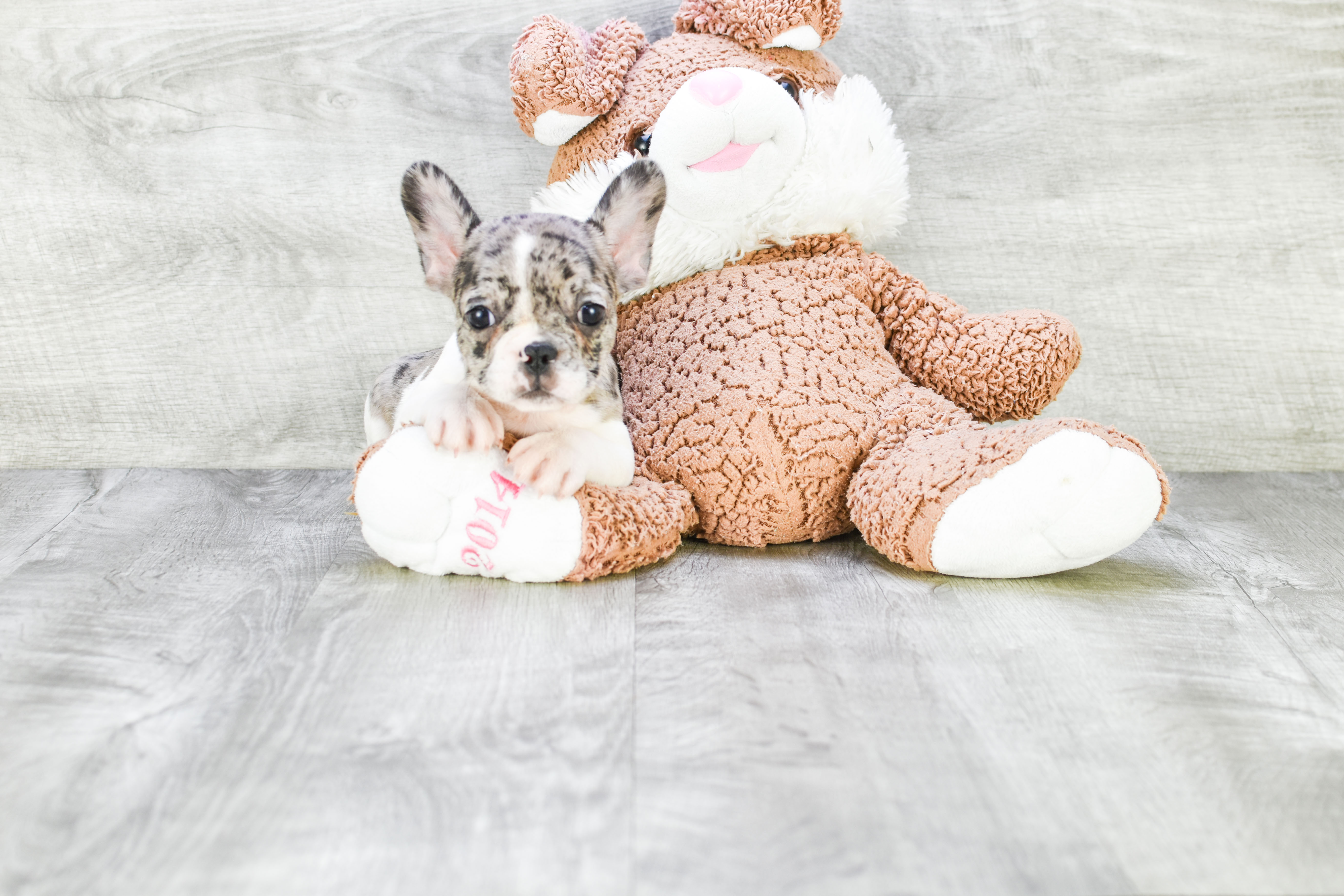 French Bulldog Puppy for Adoption
