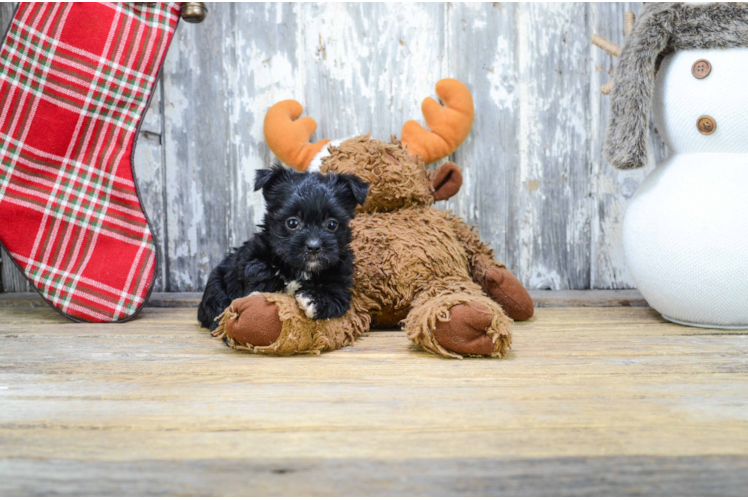 Yorkie Poo Puppy for Adoption