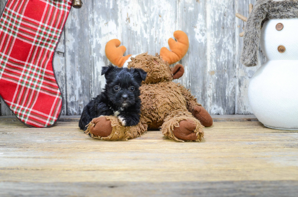 Yorkie Poo Puppy for Adoption