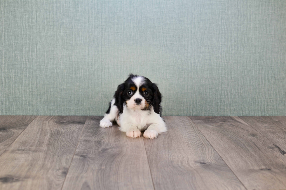Fluffy Cavalier King Charles Spaniel Purebred Puppy