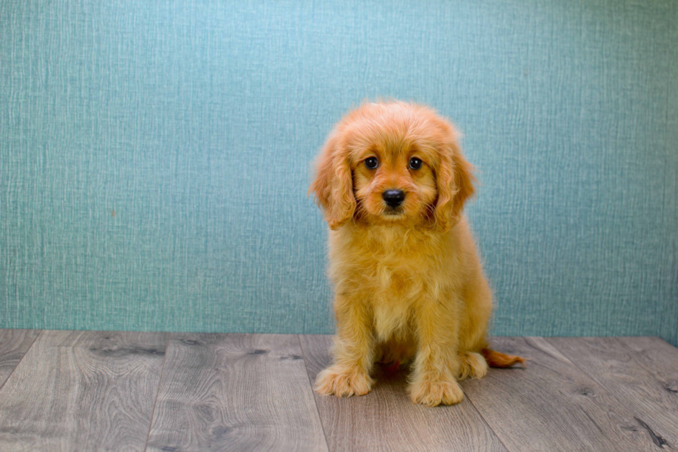 Petite Mini Goldendoodle Poodle Mix Pup