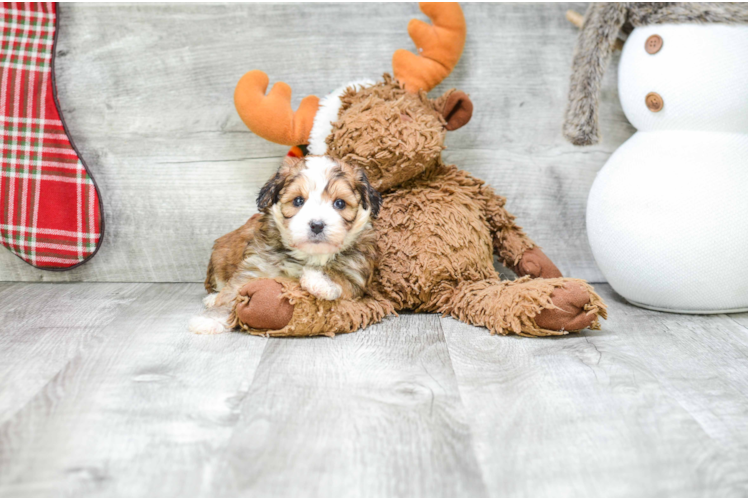 Morkie Puppy for Adoption