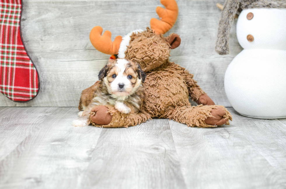 Morkie Puppy for Adoption