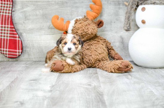 Morkie Puppy for Adoption