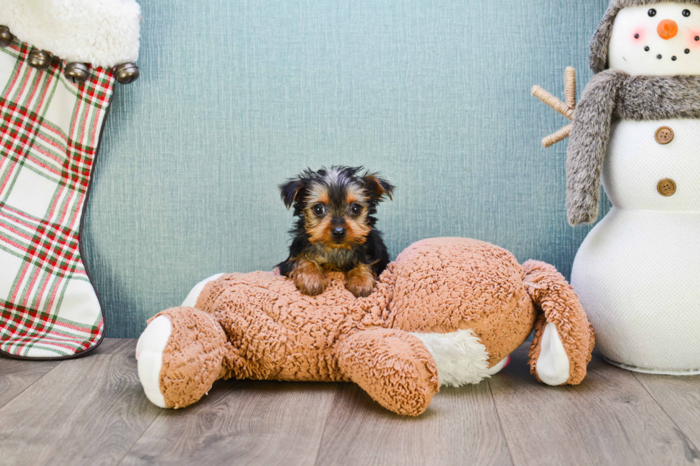 Meet Steph - our Yorkshire Terrier Puppy Photo 