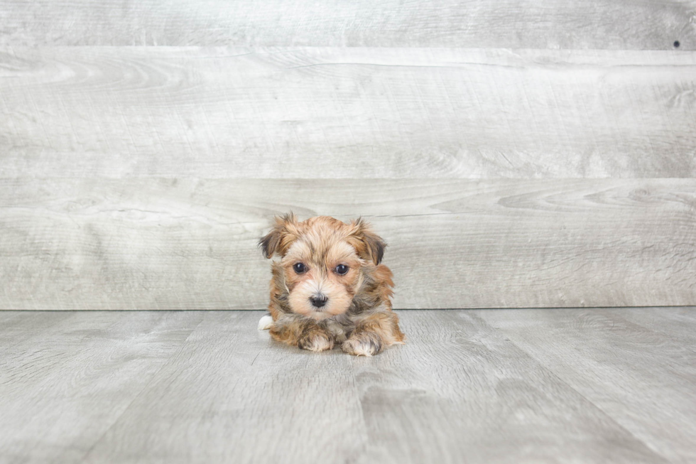 Little Yorkie Designer Puppy