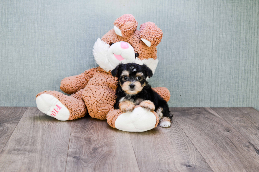 Little Yorkie Designer Puppy