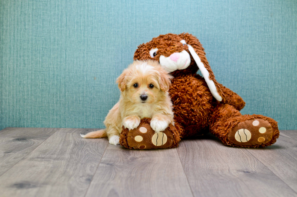 Sweet Maltipoo Baby