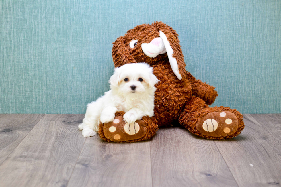 Maltese Puppy for Adoption