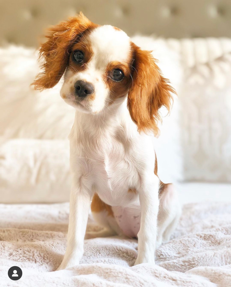 Hypoallergenic Cavalier King Charles Spaniel Pup