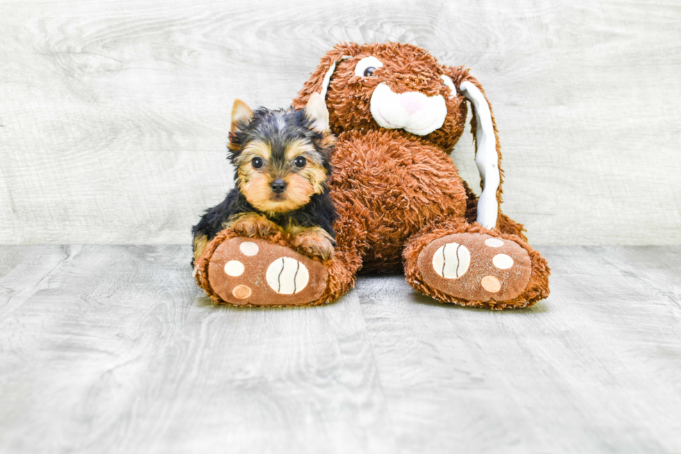 Meet Beckham - our Yorkshire Terrier Puppy Photo 