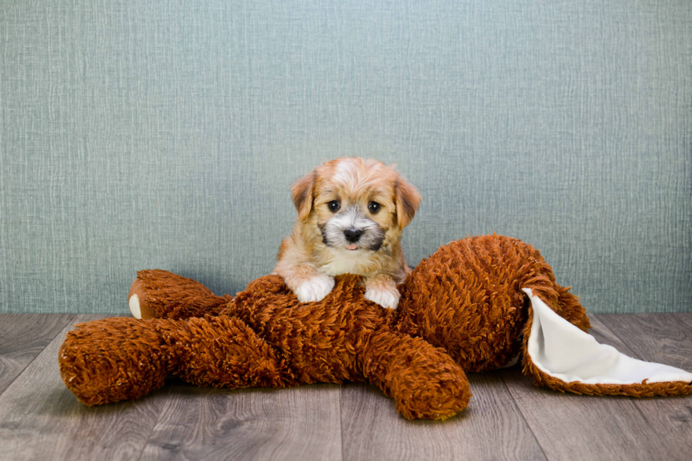 Morkie Pup Being Cute