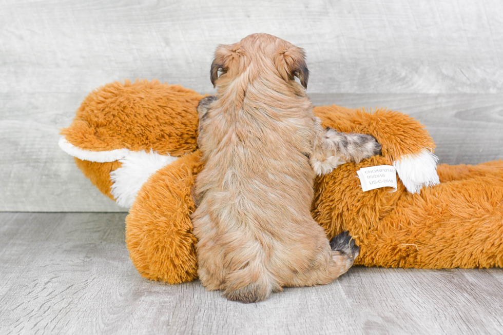 Playful Yorkie Designer Puppy