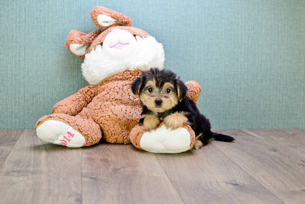 Small Morkie Baby