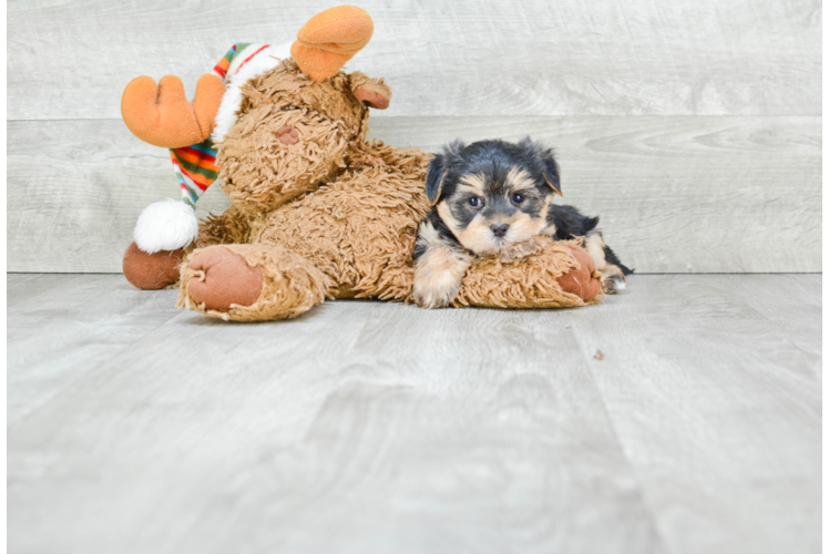 Best Morkie Baby