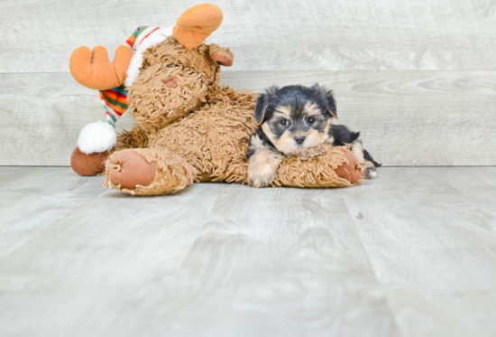 Best Morkie Baby