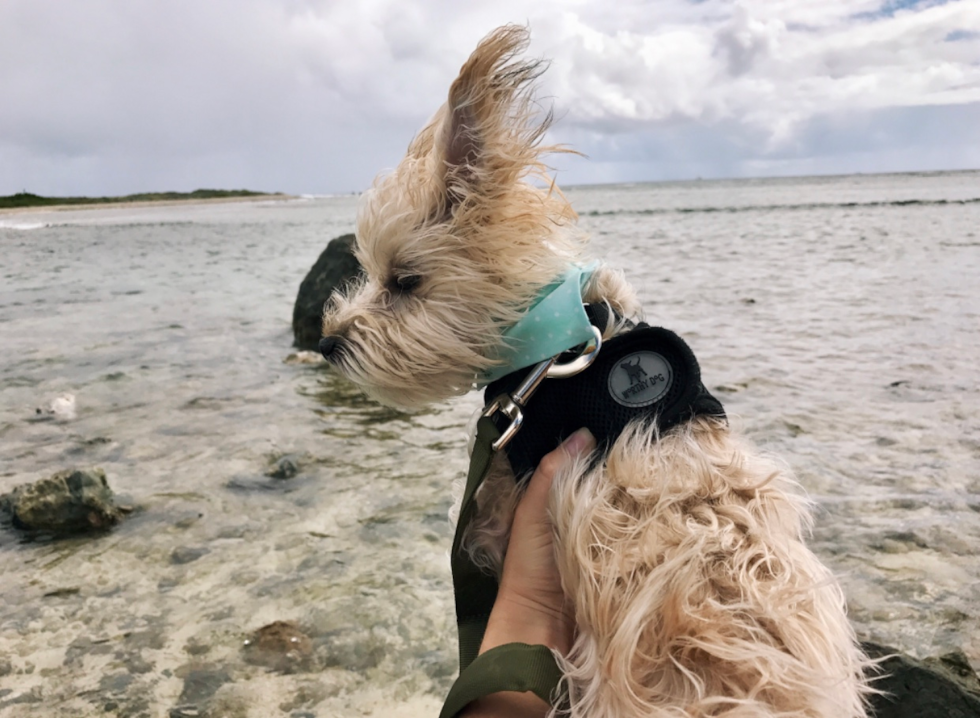 Funny Yorkie Designer Pup