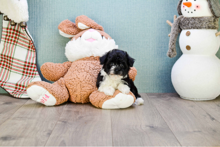 Playful Havanese Baby