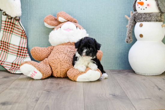 Playful Havanese Baby