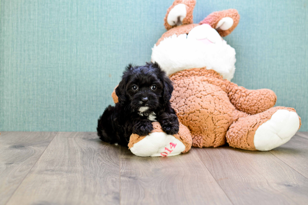 Hypoallergenic Cavoodle Poodle Mix Puppy