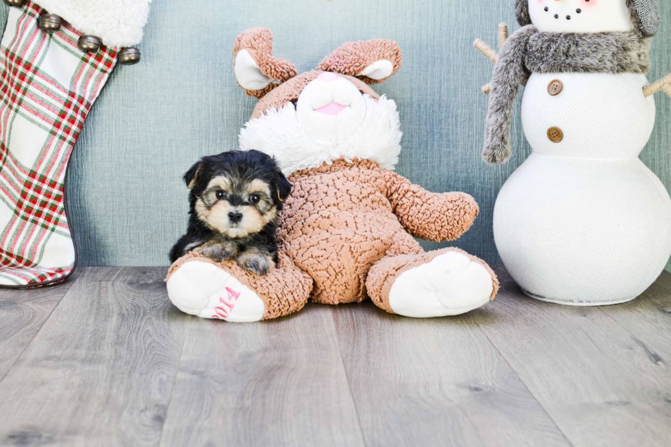 Best Morkie Baby