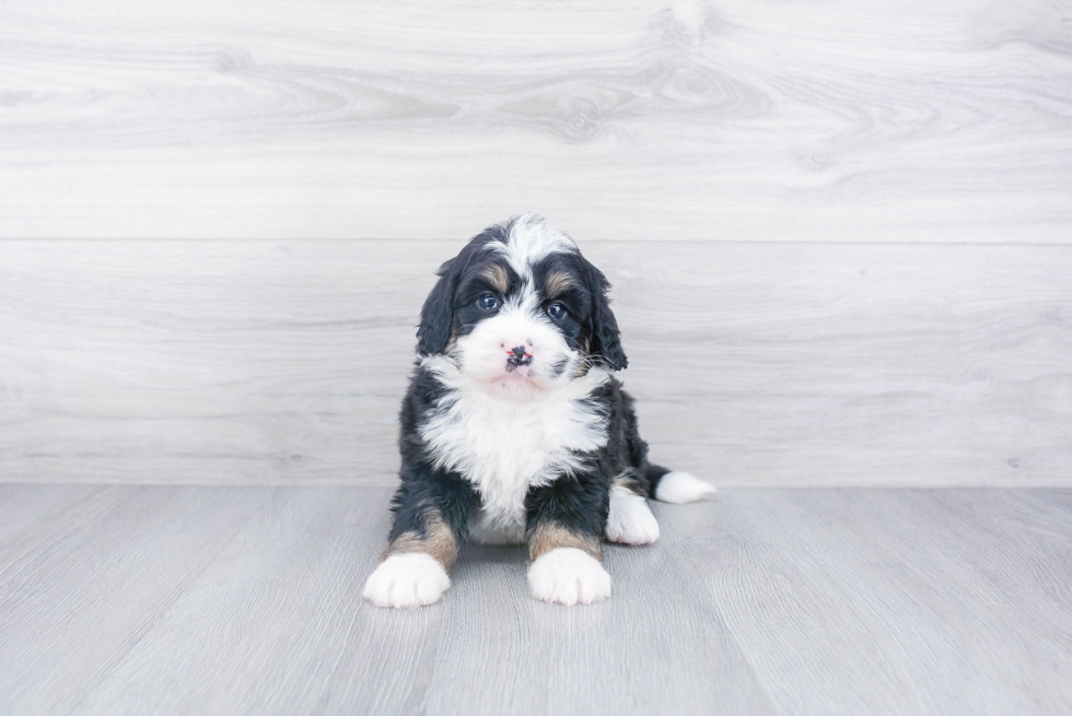 Mini Bernedoodle Puppy for Adoption