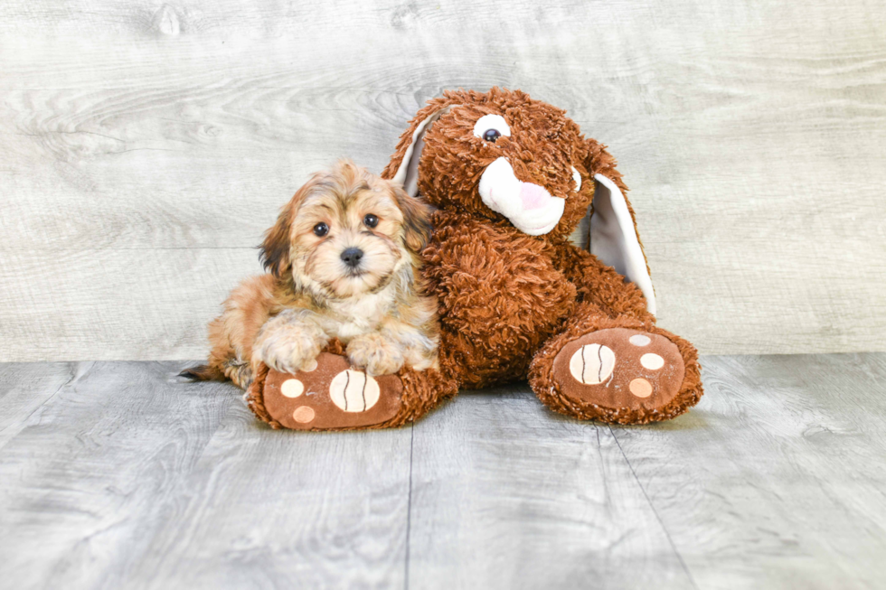 Morkie Puppy for Adoption
