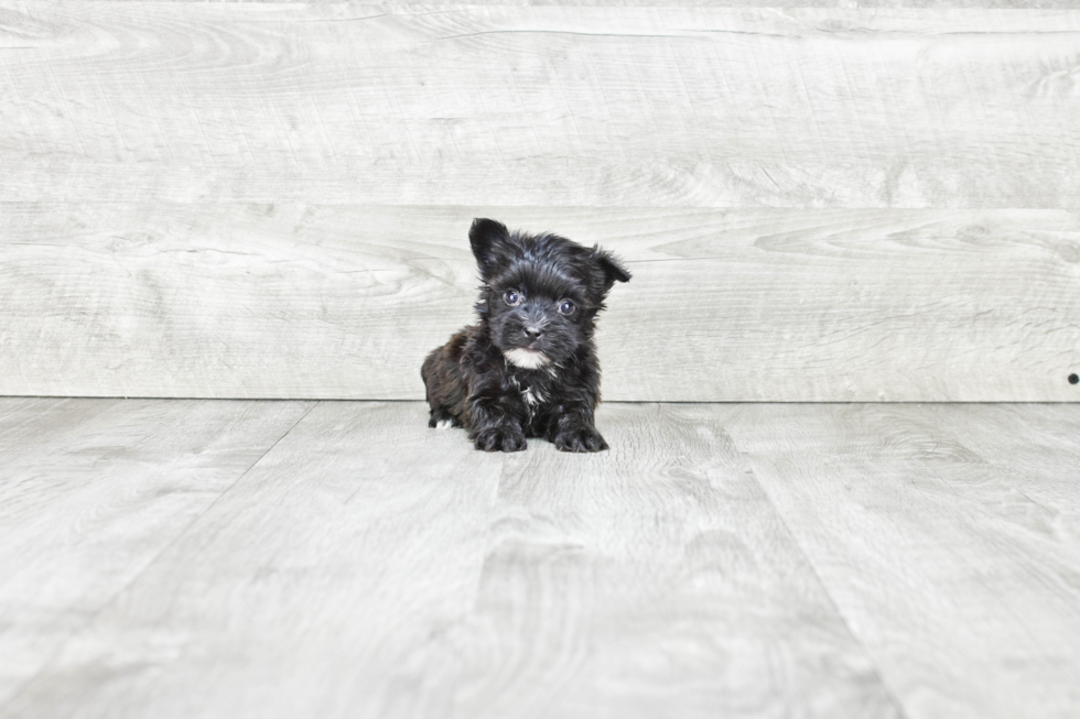 Energetic Yorkie Designer Puppy
