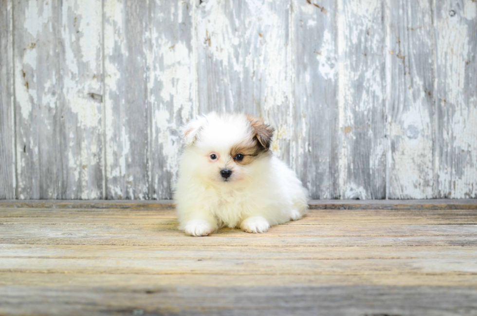 Popular Maltipom Designer Pup